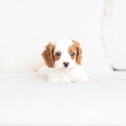Opal - Blenheim female Cavapoo puppy in Daphne, Alabama from Harper Doodles