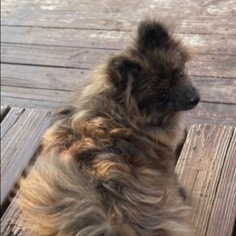 Pomeranians from Thornton Crest