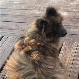 Pomeranians from Thornton Crest
