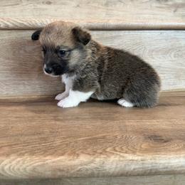 Jasper - Sable male Pembroke Welsh Corgi puppy in Phelan, California from Desert Sunset Pembroke Welsh Corgis