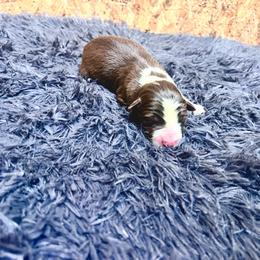 Hulk pup - White and red male Border Collie puppy in Dunnellon, Florida from A&S Border Collies