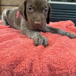 Girl 1 - Liver roan female German Shorthaired Pointer puppy in Huntington, Texas from B&B GSP’S