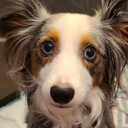 Chloe - Toy Australian Shepherd