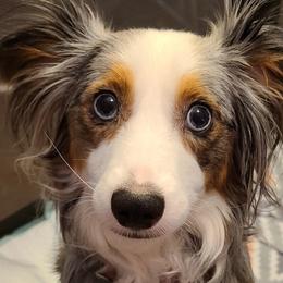 Chloe - Toy Australian Shepherd