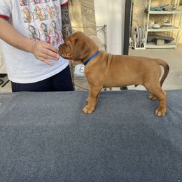 Dogue de Bordeaux Puppies from Toni  Young