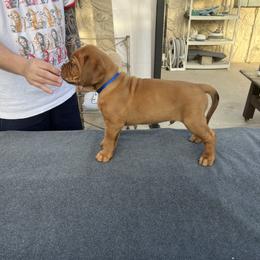 Dogue de Bordeaux Puppies from Toni  Young