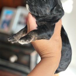 Twix - Phantom male Goldendoodle puppy in Anderson, South Carolina from M & L Pups