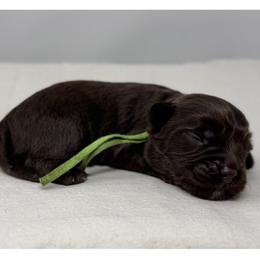 Atlas - Chocolate male Australian Labradoodle puppy in Sacramento, California from Little Farmstead Labradoodles