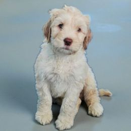 Boy 5 - Caramel red male Australian Labradoodle puppy in Glenford, Ohio from Mi-De Doodles