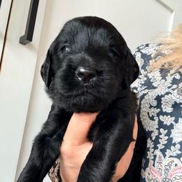 Belle - Black female Assorted Doodle Crosses puppy in Irmo, South Carolina from Kava Kennels