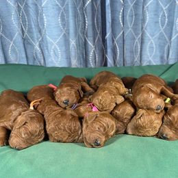 Irish Doodle puppies from Queen of the Hill Puppies