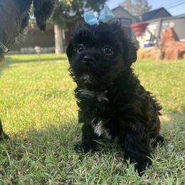 Havana Brown Female - Black female Havanese puppy in Monahans, Texas from Homeward Havanese, LLC