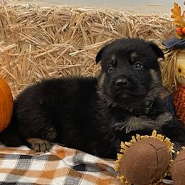 German Shepherd Puppies from Stonewick German Shepherds