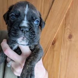 Rocco - Brindle male Boxer puppy in Wellington, Ohio from Brinkhaven Boxers