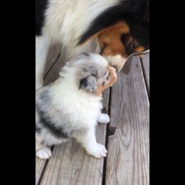 Australian Shepherd Puppies from Mullis Australian Shepherd