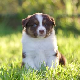 Rtf1 - Red tri-color female Miniature American Shepherd puppy in Stephenville, Texas from Diamond H Aussies