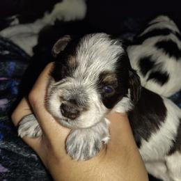 Liver tan roan parti - Parti male Miniature Schnauzer puppy in Florida from Central Florida Schnauzers