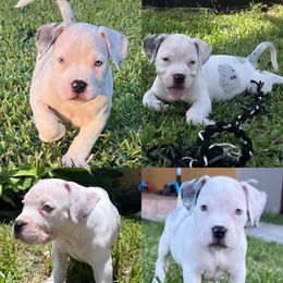 American Bully Puppies from King Bane's Bullies