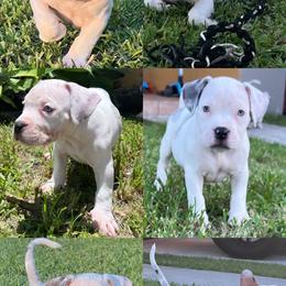 American Bully Puppies from King Bane's Bullies