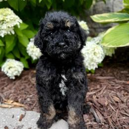 Firecracker - Phantom male Bernedoodle puppy in Midland, Michigan from Northern Charm Farm