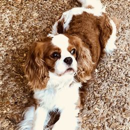 Ollie - Cavalier King Charles Spaniel