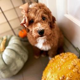 Goldendoodle Puppies from Texas Shine Doodles