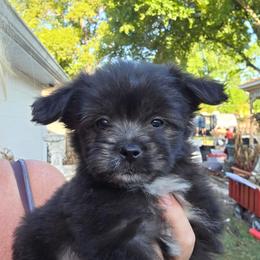 Pomeranian and Shihpoo Puppies from Lisas Pomeranians
