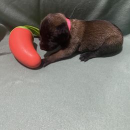 Girl 2 - female Belgian Malinois puppy in Woodway, Texas from New Beginning Belgians