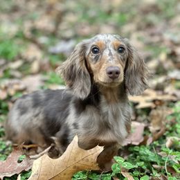 Vera - Dapple female Dachshund puppy in Mascot, Tennessee from Magnolia Pearl Dachshunds