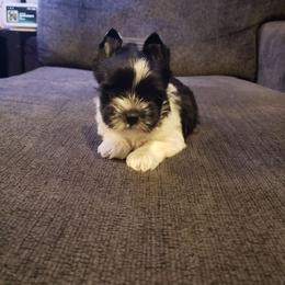 Roscoe - Parti male Yorkshire Terrier puppy in Mattoon, Illinois from Strohlz Yorkies