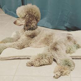 Poodles from Choye Pet