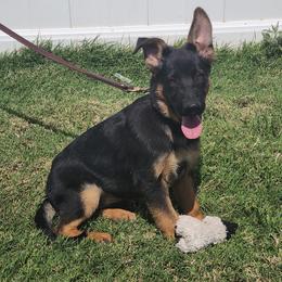 Zoe - Black and red female German Shepherd puppy in Whitewater, California from Vom Haus Metzler Shepherds