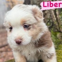 Liberty - Red merle female Miniature Australian Shepherd puppy in South Central, Pennsylvania from Windy Hills Mini Aussies & Doodles
