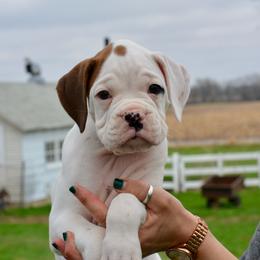 Right Ear - White male Boxer puppy in Forest City, Iowa from Mt Valley Boxers