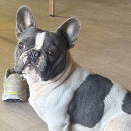 French Bulldogs from Fluffity Frenchies LLC