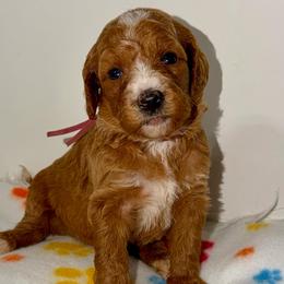 Surge - Red  female Goldendoodle puppy in Beecher, Illinois from Erica’s Doodles