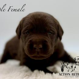Purple - Chocolate female Labrador Retriever puppy in San Diego County, California from Travis’ Chocolate Labradors