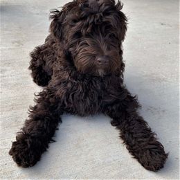 Australian Labradoodle Puppies from Coastal Labradoodles