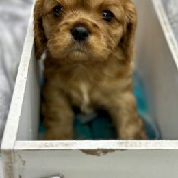 Cavalier King Charles Spaniel and Labrador Retriever Puppies from Happy Tails Kennel