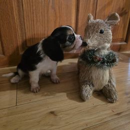 Tinkerbelle - Tri-color female Cavalier King Charles Spaniel puppy in Springfield, Missouri from Caney Mountain Cavaliers LLC