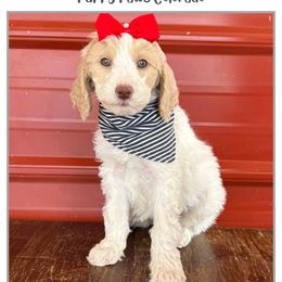 Rose - Parti female Goldendoodle puppy in Fort Lupton, Colorado from Puppy Paws Colorado