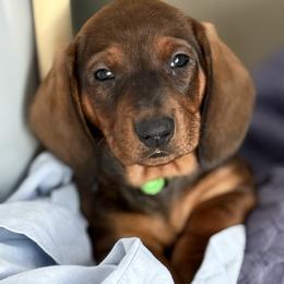 Toga (Yellow) - Red male Dachshund puppy in Rapidan, Virginia from Cedar Run Border terriers and Dachshunds
