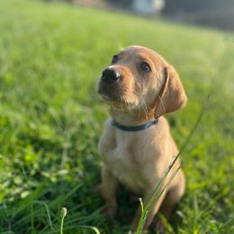 Silent Bob - Yellow male Labrador Retriever puppy in Mineral, Virginia from Canine Assist
