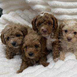 Poodle puppies from Sugarland Puppies