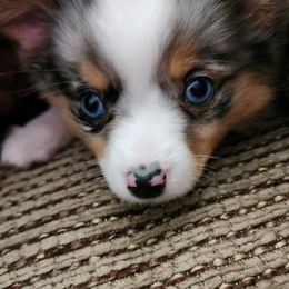 Toy Australian Shepherd Puppies from Reflections of Star Crest Kennel