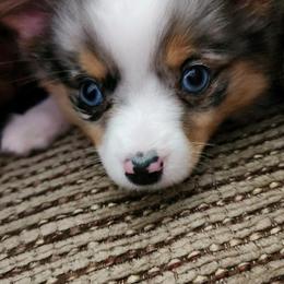 Toy Australian Shepherd Puppies from Reflections of Star Crest Kennel