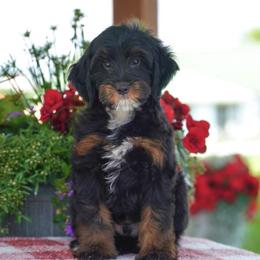 Kohl's - Tri-color male Bernedoodle puppy in Dundee, Ohio from Down Home Doodle