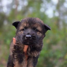 Remus - Brown Collar - Sable male German Shepherd puppy in Hawthorne, Florida from Lace's High Flying German Shepherds And Golden Retrievers