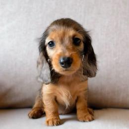 Rumi - Red female Dachshund puppy in Cape Coral, Florida from Dear Dachshunds