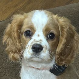 Cavalier King Charles Spaniels from Herrons King Cavaliers